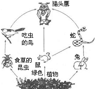 如图是处于平衡状态的某草原生态系统的食物网.请根据图分析回答下列问题:这个食物网由______条食物链构成.此草原中的所有生物及其生活环境共同构成_ 魔方格