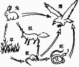 根据图回答下列问题:该图共有______条食物链.请你写出最长的一条食物链______.若右图要完善为一个生态系统,在图中还必须添加的成份是_ 魔方格