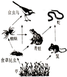 如图是某生态系统食物网简图,请据图完成下列问题此生态系统内,生产者是______,各种动物是______,他们之间的关系主要是______关系.这样就形成 魔方格