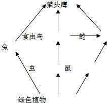 如图是某生态系统食物网的一部分图解.请据图回答:该示意图表示的只是某一食物网,若要表示一个生态系统,还有______和______两个部分未画出.此 魔方格
