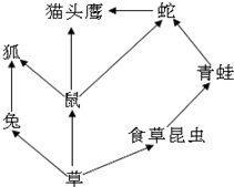 根据如图的食物网分析回答问题:此食物网中共有食物链______条,其中最长的一______.生态系统中的物质和能量是沿着______和______流 魔方格