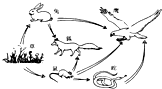 图中有几条食物链?A.3B.4C.5D.6 魔方格