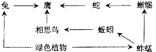 如图是森林生态系统中的食物网,根据图回答问题.看一看,在这个生态系统中有______条食物链.营养级别最低的生物是______,营养级别最高的生物是 魔方格