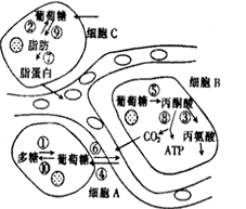 细胞是人体新陈代谢的主要场所,下图所示是肝细胞中进行的有关化学变化,请据图回答: (1)在肝细胞B中,③过程是________________。 细胞是人体新陈代谢的主要场所,下图所示是肝细胞中进行的有关化学变化,请据图回答: (1)在肝细胞B中,③过程是________________。