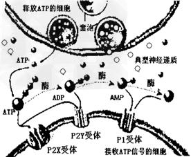 研究证实ATP既是“能量通货”,也可作为神经细胞间信息传递中的一种信号分子,其作为信号分子的作用机理下图所示。请分析回答:(1) 研究证实ATP既是“能量通货”,也可作为神经细胞间信息传递中的一种信号分子,其作为信号分子的作用机理下图所示。请分析回答:(1)