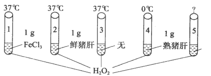 下图是验证酶的催化特性的几组对比实验,1~5号试管内装有等量的H2O2溶液,1~4号试管中溶液的pH=7,控制的温度与投入的物品如下图所示,请回答下 下图是验证酶的催化特性的几组对比实验,1~5号试管内装有等量的H2O2溶液,1~4号试管中溶液的pH=7,控制的温度与投入的物品如下图所示,请回答下