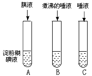 关于酶的特性的实验:如下图,取标号为A、B、C的三支试管,各加入2mL稀淀粉糊。 (1)在三支试管内各滴5滴碘液,摇匀,可见试管 关于酶的特性的实验:如下图,取标号为A、B、C的三支试管,各加入2mL稀淀粉糊。 (1)在三支试管内各滴5滴碘液,摇匀,可见试管
