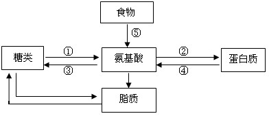 下图为人体内三大营养物质代谢示意图,据图回答下列问题:(1)人体内氨基酸的来源可包括图中的①、④、⑤等过程:其中由①获得的氨基酸被称为_____ 下图为人体内三大营养物质代谢示意图,据图回答下列问题:(1)人体内氨基酸的来源可包括图中的①、④、⑤等过程:其中由①获得的氨基酸被称为_____