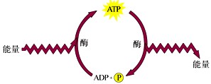 下图为ATP-ADP相互转化示意图,请回答下列问题:(1)ATP的结构简式为_______,水解时可释放大量能量的化学键为___ 下图为ATP-ADP相互转化示意图,请回答下列问题:(1)ATP的结构简式为_______,水解时可释放大量能量的化学键为___