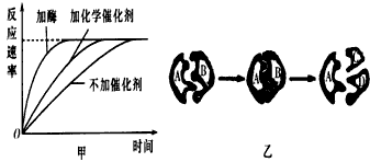 请你解读与酶有关的图示、曲线:(1)图甲和图乙是与酶的特性相关的图示,请回答下列问题:图甲和图乙分别表示了酶具有____的特性。 请你解读与酶有关的图示、曲线:(1)图甲和图乙是与酶的特性相关的图示,请回答下列问题:图甲和图乙分别表示了酶具有____的特性。