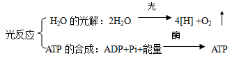 某真核生物的活细胞的最外层结构用纤维素酶处理后，无变化，则该细胞能进行的生化反应一定不包括 [ ]A．(C6H12O6)+6H2
