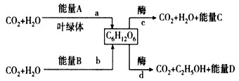 某班学生选取了一水体中的4种生物:栅藻(单细胞绿藻)、水绵(多细胞绿藻)、菹草(高等植物)和颤藻(蓝藻),用其生长旺盛的新鲜材料在人工控制的条件下, 某班学生选取了一水体中的4种生物:栅藻(单细胞绿藻)、水绵(多细胞绿藻)、菹草(高等植物)和颤藻(蓝藻),用其生长旺盛的新鲜材料在人工控制的条件下,