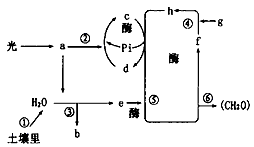 下图为某双子叶植物光合作用示意图,图中①~⑥为生理过程,a~g为物质名称。请据图回答:物质a分布在_______________ 下图为某双子叶植物光合作用示意图,图中①~⑥为生理过程,a~g为物质名称。请据图回答:物质a分布在_______________