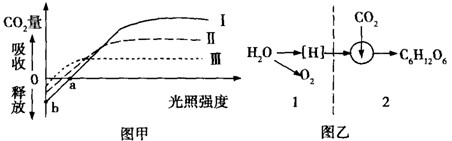 图甲为三种植物(Ⅰ、Ⅱ、Ⅲ)光合作用与光照度之间的关系,图乙表示相关生理过程,请回答下列问题:(1)影响图甲中b点上下变动的主要 图甲为三种植物(Ⅰ、Ⅱ、Ⅲ)光合作用与光照度之间的关系,图乙表示相关生理过程,请回答下列问题:(1)影响图甲中b点上下变动的主要