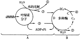 下图是光合作用过程的图解,请据图回答:(1)绿色植物进行光合作用的细胞器是____________,参与光合作用的色素分布在该细 下图是光合作用过程的图解,请据图回答:(1)绿色植物进行光合作用的细胞器是____________,参与光合作用的色素分布在该细