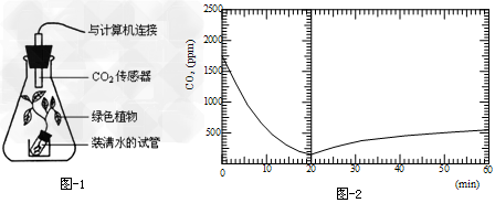 将一株绿色植物置于密闭锥形瓶中,如图1所示。在连续60分钟监测的过程中,植物一段时间以固定的光照强度持续照光,其余时间则处于完全黑暗中,其他条件相同 将一株绿色植物置于密闭锥形瓶中,如图1所示。在连续60分钟监测的过程中,植物一段时间以固定的光照强度持续照光,其余时间则处于完全黑暗中,其他条件相同