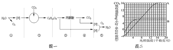 植物细胞光合作用与细胞呼吸之间有密切的联系。下图一表示了两者之间的关系,图二表示A、B两种植物的光合速度与光照强度的关系,请根据图示分析回答: 植物细胞光合作用与细胞呼吸之间有密切的联系。下图一表示了两者之间的关系,图二表示A、B两种植物的光合速度与光照强度的关系,请根据图示分析回答: