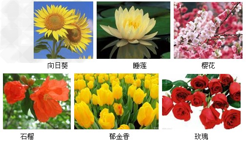 八年级班的同学准备举办以“你对世界知道多少”为主题的班会。班会中有一项内容是:“你知道这些国家的国花吗?”请说出下面 八年级班的同学准备举办以“你对世界知道多少”为主题的班会。班会中有一项内容是:“你知道这些国家的国花吗?”请说出下面