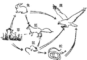 地球上有无数大大小小的生态系统。下图是某生态系统的食物关系示意图,请根据图及日常积累的知识回答有关问题。 (1)下图中各种生物的 地球上有无数大大小小的生态系统。下图是某生态系统的食物关系示意图,请根据图及日常积累的知识回答有关问题。 (1)下图中各种生物的