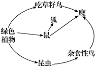 根据下面的文字及生态系统中的食物关系图回答有关问题:森林里生活着高大的乔木、低矮的灌木、草本植物等绿色植物.有许多鸟类在此栖息,有的鸟吃草籽,有的鸟是杂食性鸟( 魔方格