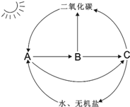 如图示生态系统各成分间的相互关系,A、B、C代表生态系统的生物部分,请分析回答:若A、B、C包括地球上所有的生物,则该图所示的生态系统称为______.(