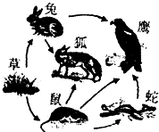 如图所示的是一个森林生态系统,据图回答:从生态系统的组成看图中所示的绿色植物属于______,图中所示的动物属于______.在这个生态系统中,共有 魔方格