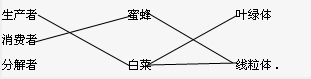 蜜蜂和白菜是两种常见的生物,它们在生态系统中分别属于哪种成分?组成其身体的细胞中分别具有哪些结构?请你通过连线来表示. 魔方格