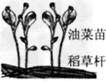 2 011年12月,漂阳首创“移栽油菜稻草全量还田”栽种技术,收割完稻子、栽下油菜苗之后,农民把脱粒后的稻草杆覆盖在油菜苗根部,如图所示.对该栽种技 2 011年12月,漂阳首创“移栽油菜稻草全量还田”栽种技术,收割完稻子、栽下油菜苗之后,农民把脱粒后的稻草杆覆盖在油菜苗根部,如图所示.对该栽种技