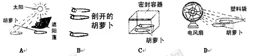 为了研究影响蔬菜和水果水分散失快慢的因素,有A、B、C、D四组同学各自做了研究实验,如下图所示,这四组实验中,研究方法正确的是 为了研究影响蔬菜和水果水分散失快慢的因素,有A、B、C、D四组同学各自做了研究实验,如下图所示,这四组实验中,研究方法正确的是