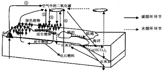 下图为“自然界碳、水物质循环示意图"。读图回答下列各题。小题1:人类对碳循环过程的影响是造成目前全球气候变暖的主要原因,其中最主要的环节是A.①B.②C.③D. 下图为“自然界碳、水物质循环示意图"。读图回答下列各题。小题1:人类对碳循环过程的影响是造成目前全球气候变暖的主要原因,其中最主要的环节是A.①B.②C.③D.