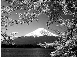 日本富士山是日本最美丽的旅游景观之一,山高3776米,位于京滨地区以西100km处,一年中最热月均温24.5℃。每年5月山下樱花盛开,山上白雪皑皑是当地旅游的最 日本富士山是日本最美丽的旅游景观之一,山高3776米,位于京滨地区以西100km处,一年中最热月均温24.5℃。每年5月山下樱花盛开,山上白雪皑皑是当地旅游的最