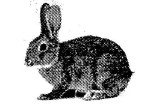 A hare was very popular with the other animals who all said they were her friend A hare was very popular with the other animals who all said they were her friend