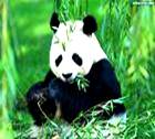 On May 23, six pandas left an important panda base (基地) in Wolong, southwest Chi On May 23, six pandas left an important panda base (基地) in Wolong, southwest Chi