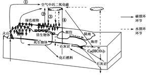 下图为自然界碳、水物质循环示意图。读图回答题。小题1:人类对碳循环过程的影响是造成目前全球气候变暖的主要原因,其中最主要的环节是 ( )A.①B.②C.③D. 下图为自然界碳、水物质循环示意图。读图回答题。小题1:人类对碳循环过程的影响是造成目前全球气候变暖的主要原因,其中最主要的环节是 ( )A.①B.②C.③D.