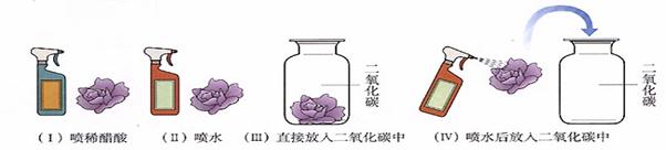 以下实验是探究二氧化碳溶于水的过程有没有发生化学变化。干纸花是由石蕊溶液染成的。实验观察到的现象是:实验Ⅰ和Ⅳ小花变红色,实验Ⅱ和Ⅲ均不变色。通过该实验最终可以... 以下实验是探究二氧化碳溶于水的过程有没有发生化学变化。干纸花是由石蕊溶液染成的。实验观察到的现象是:实验Ⅰ和Ⅳ小花变红色,实验Ⅱ和Ⅲ均不变色。通过该实验最终可以...
