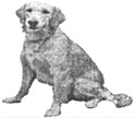 阅读理解。 My friend Larry has a big dog. Its name is Johnny. Johnny is very sma 阅读理解。 My friend Larry has a big dog. Its name is Johnny. Johnny is very sma