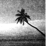 倾斜的椰树是北太平洋岛屿的一大奇观。读图,回答20~21题。小题1:从影响工业布局的主导因素考虑,椰子汁生产企业的区位导向是( )A.原料导向型B.动力导向C. 倾斜的椰树是北太平洋岛屿的一大奇观。读图,回答20~21题。小题1:从影响工业布局的主导因素考虑,椰子汁生产企业的区位导向是( )A.原料导向型B.动力导向C.