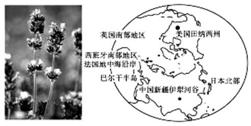 材料一 下图是薰衣草北半球主要产区分布示意图。材料二 薰衣草的商业栽培,主要是要取得薰衣草的花来提取薰衣草精油,薰衣草精油可以作为 材料一 下图是薰衣草北半球主要产区分布示意图。材料二 薰衣草的商业栽培,主要是要取得薰衣草的花来提取薰衣草精油,薰衣草精油可以作为