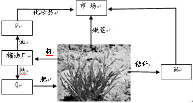 海蓬子是生长在海滩、盐碱滩涂沙地,有梗无叶的一年生草本植物,生长期约220天,其中有50~60天可以保持青嫩鲜绿枝茎。海蓬子全身都是宝,具有极高的经济价值,为发 海蓬子是生长在海滩、盐碱滩涂沙地,有梗无叶的一年生草本植物,生长期约220天,其中有50~60天可以保持青嫩鲜绿枝茎。海蓬子全身都是宝,具有极高的经济价值,为发