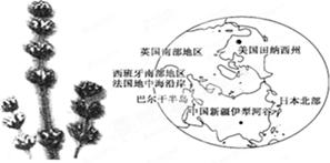 材料1:下图是薰衣草北半球主要产区分布示意图。材料2:薰衣草的商业栽培,主要是要取得薰衣草的花来提取芳草精油,薰衣草精油可以作为杀菌剂和高级 材料1:下图是薰衣草北半球主要产区分布示意图。材料2:薰衣草的商业栽培,主要是要取得薰衣草的花来提取芳草精油,薰衣草精油可以作为杀菌剂和高级