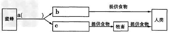蜜蜂消失,人类只能再活四年? ①大多数人一想起蜜蜂,都会想到蜂蜜、蜂胶、蜂王浆……但这和蜜蜂对大 蜜蜂消失,人类只能再活四年? ①大多数人一想起蜜蜂,都会想到蜂蜜、蜂胶、蜂王浆……但这和蜜蜂对大