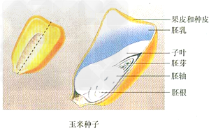 试题:生物考点:种子植物的结构和功能 试题:生物考点:种子植物的结构和功能