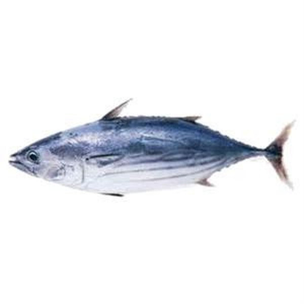 鲛鱼胆 鲛鱼胆