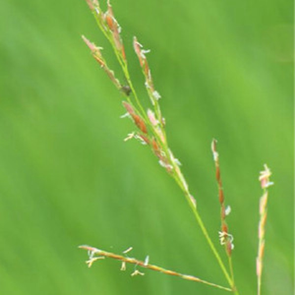 游草 游草