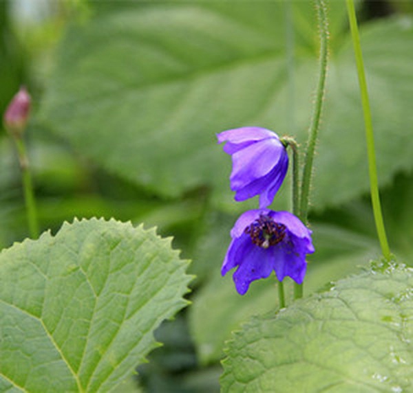 五脉绿绒蒿花 五脉绿绒蒿花
