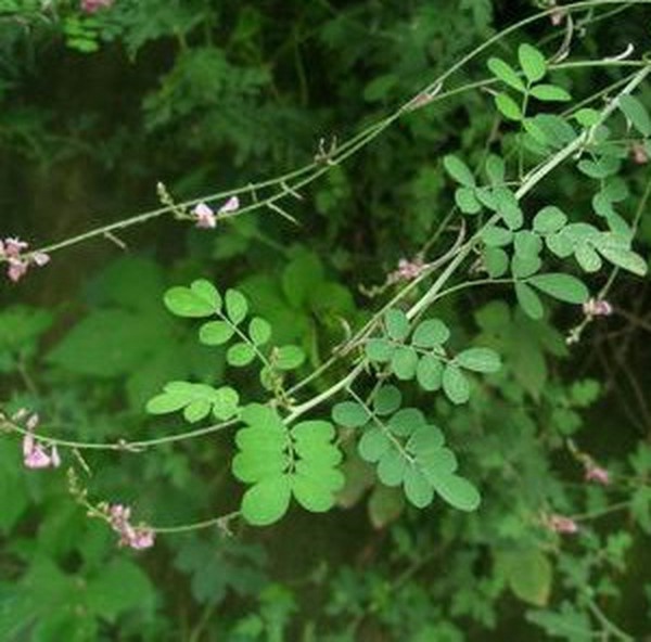 木蓝 木蓝