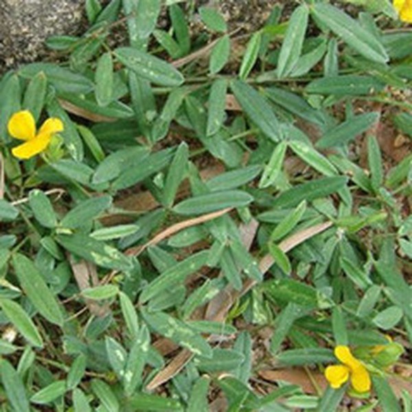 丁癸草根 丁癸草根