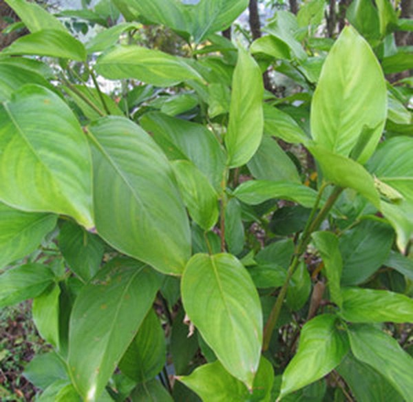 竹叶蕉 竹叶蕉