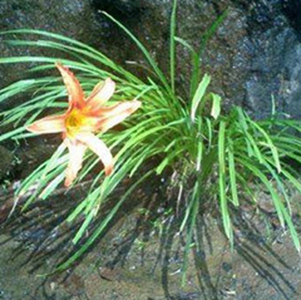 石菖蒲花 石菖蒲花