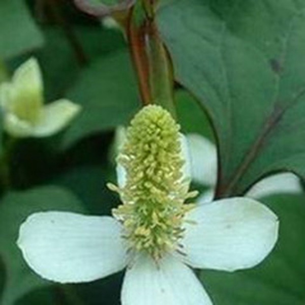 金挖耳根 金挖耳根